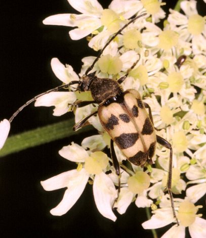 Pachytodes erraticus e P. cerambyciformis (Cerambycidae)
